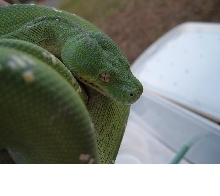 Another of my Rouille Aru's