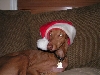 Mr. Burn's Christmas 2005