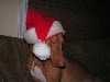 Happy Holidays from Rhett