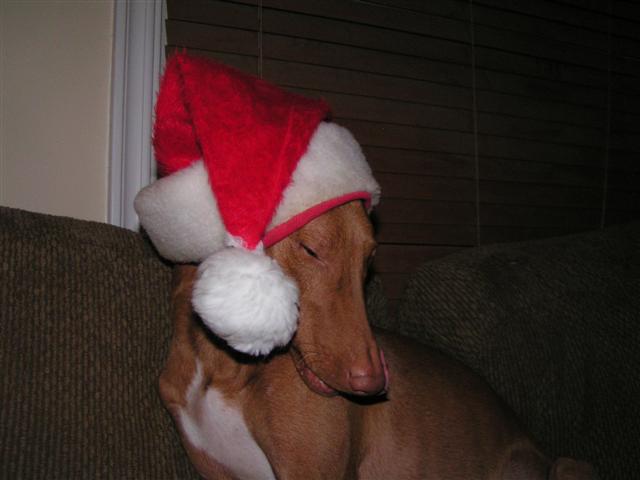 Happy Holidays from Rhett