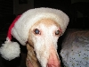 Abby Christmas 2005
