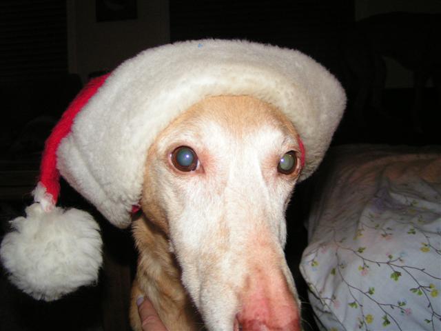Abby Christmas 2005