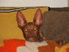 Elliott