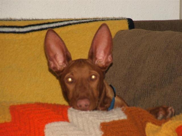 Elliott