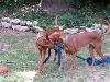Gaia and Elliott