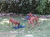 Gaia, Elliott, Rhett