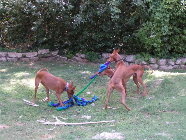 Gaia, Elliott, Rhett