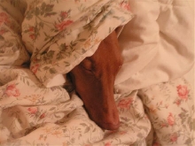 Penny in her quilt