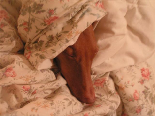 Penny in her quilt