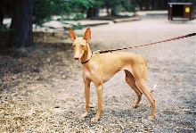 Penny