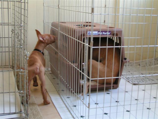 Abby in 200 crate