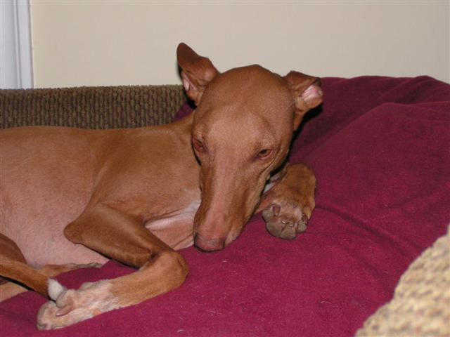 Penny 6 yrs