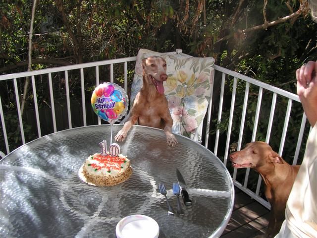 Birthday Boy Flash