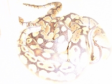ball python copulation