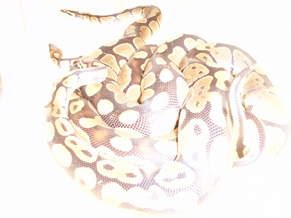 ball python copulation