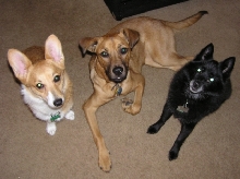 Three Muskateers
