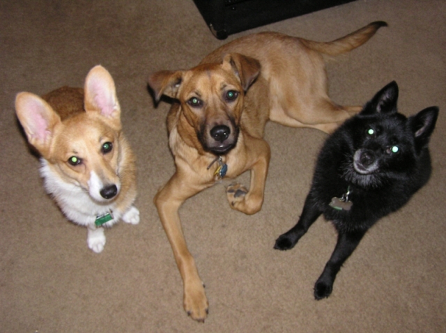 Three Muskateers