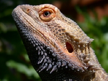 spike