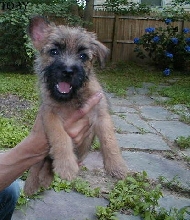 Toby at 11 weeks