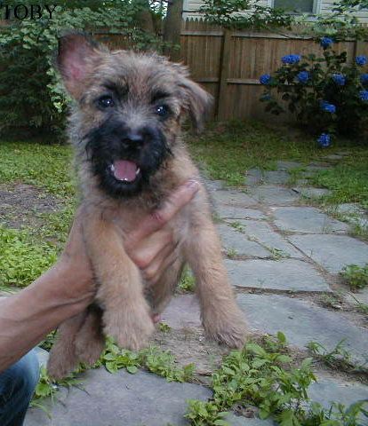 Toby at 11 weeks