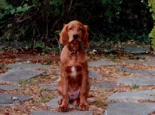 His Own Way Caleb at 14 wks