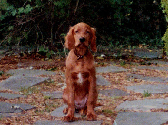 His Own Way Caleb at 14 wks