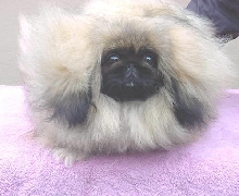 pekingese puppy
