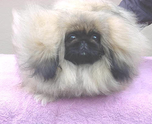 pekingese puppy