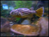 Tetraodon lineatus