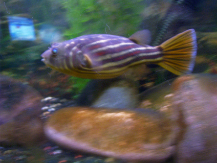 Tetraodon lineatus