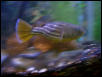 Tetraodon lineatus2