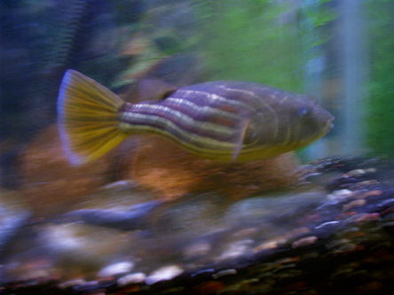 Tetraodon lineatus2