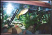 Tetraodon lineatus3