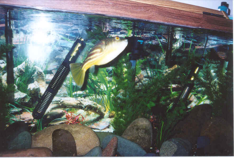 Tetraodon lineatus3