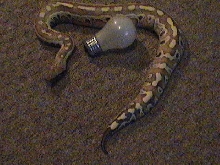 yearling blood