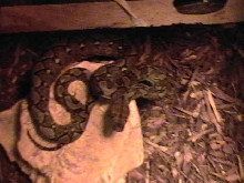 retic 1 month old
