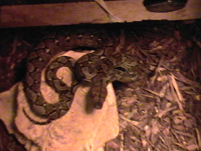 retic 1 month old