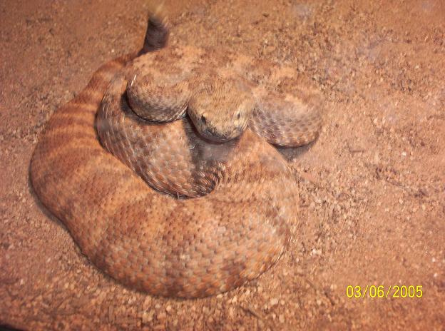 another photo of my rattlesnake
