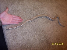 My wc desert rosy boa