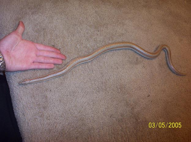 My wc desert rosy boa
