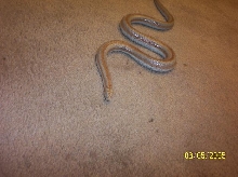 another pic of my rosy