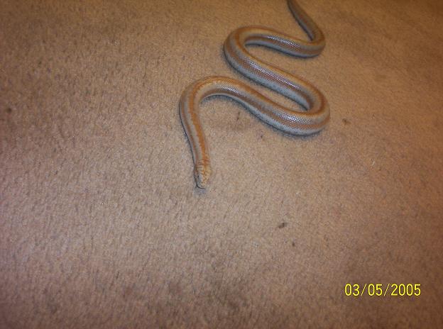 another pic of my rosy