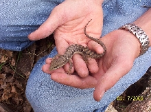an alligator lizard