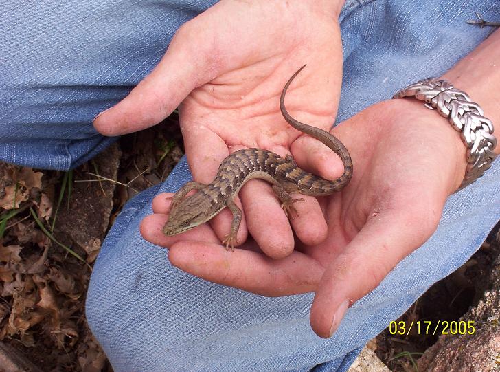 an alligator lizard