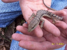 an alligator lizard