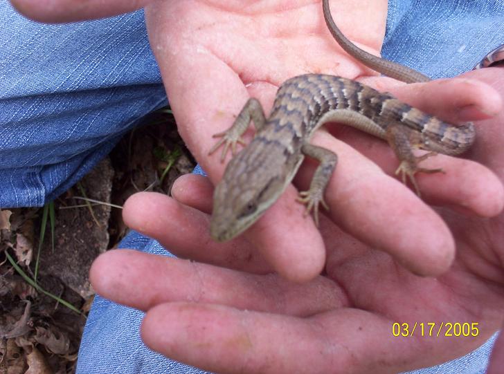an alligator lizard