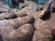 rattler