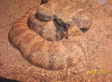 My snake, wc speckled panamint, caught Sunday, March. 6th