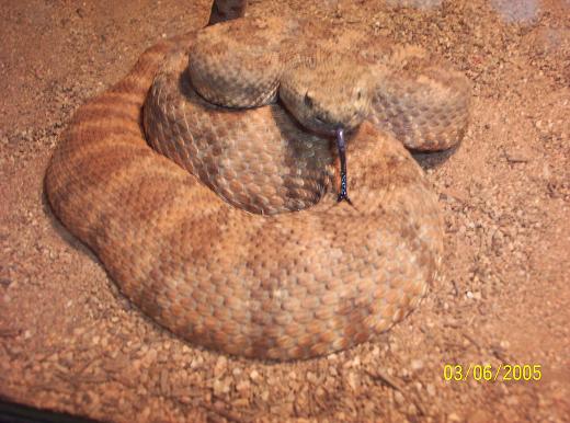 My snake, wc speckled panamint, caught Sunday, March. 6th