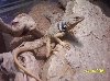 My collared
